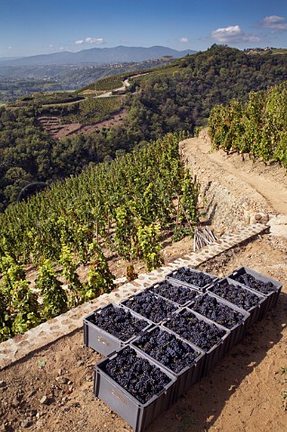 Crates of harvested Syrah grapes from La Turque   vineyard of Guigal Ampuis Rhne France   Cte   Rtie