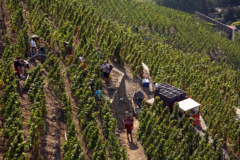 Harvesting Syrah grapes from La Turque vineyard of   Guigal above  Ampuis Rhne France   Cte Rtie