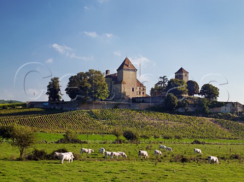 Charolais cattle and vineyard below the Chteau de  Pierreclos SaneetLoire France  Mconnais   Burgundy