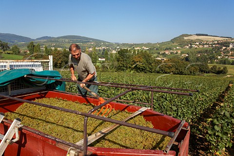 Harvesting Chardonnay grapes from 80year old   vineyard of Les Hritiers du Comte Lafon at   Bussires one of several vineyards they own near   their winery at MillyLamartine  SaneetLoire   France   Mconnais