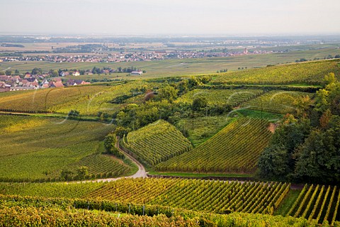 SteinGrubler Grand Cru vineyard seen from Hengst   Grand Cru vineyard with Wettolsheim beyond    HautRhin France  Alsace