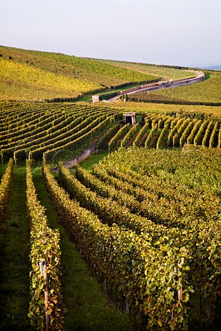 Hengst Grand Cru vineyard Wettolsheim HautRhin   France  Alsace