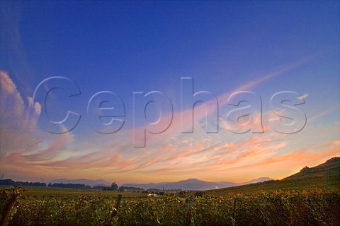 Evening sky over Marckrain Grand Cru vineyard   Bennwihr HautRhin France Alsace