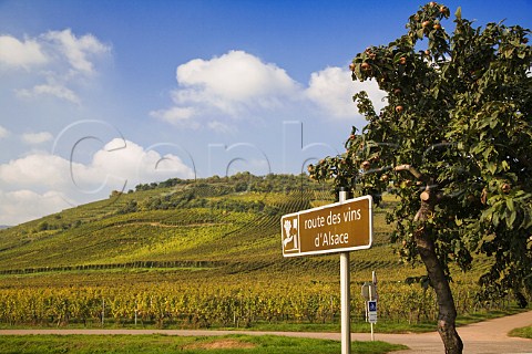 Route des Vins dAlsace road sign with Marckrain  Grand Cru vineyard behind Bennwihr HautRhin  France  Alsace
