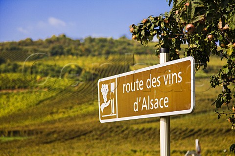 Route des vins dAlsace road sign with Marckrain   Grand Cru vineyard behind Bennwihr HautRhin   France  Alsace