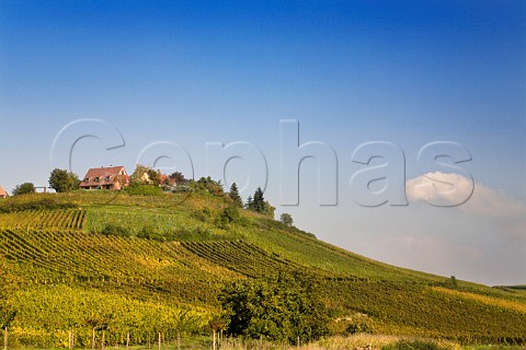 Froehin Grand Cru vineyard on the slopes of   Zellenberg HautRhin France  Alsace