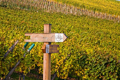 Sentier Viticole des Grands Crus sign in  Schoenenbourg Grand Cru vineyard Riquewihr  HautRhin France  Alsace