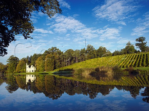 Vineyard and the Ruined Abbey folly by the lake in   Painshill Park Sparkling wine is made from the Pinot   Noir Chardonnay and Seyval Blanc grapes Cobham   Surrey England