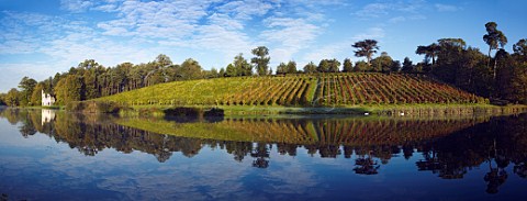 Vineyard and the Ruined Abbey folly by the lake in   Painshill Park Sparkling wine is made from the Pinot   Noir Chardonnay and Seyval Blanc grapes Cobham   Surrey England