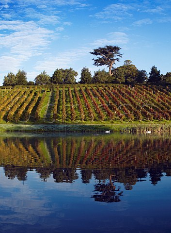Vineyard by the lake in Painshill Park Cobham   Surrey England   Sparkling wine is made from the   Pinot Noir Chardonnay and Seyval Blanc grapes