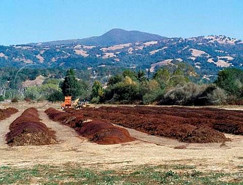 Spent grapeskins after crushing spread out in a   field before being recycled  Geyserville Sonoma   Co California   Alexander Valley