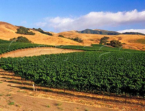 Rio Vista Vineyards near Buellton Santa Barbara   Co California  Santa Rita Hills  Santa Ynez   Valley