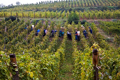 Pickers of Domaine Ernest Burn harvesting Pinot Gris   grapes in Goldert Grand Cru vineyard Gueberschwihr   France  Alsace