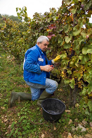Picker of Domaine Ernest Burn harvesting Pinot Gris  grapes in Goldert Grand Cru vineyard Gueberschwihr  France  Alsace