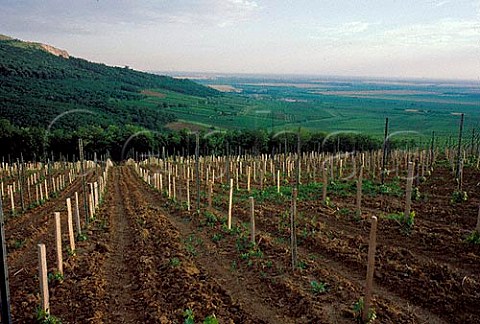 Vineyards at Villny Hungary