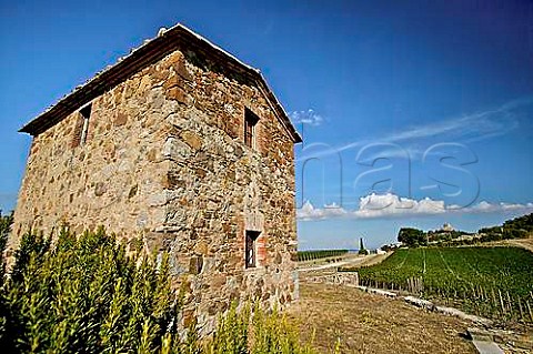 Guardiavigna vineyard of Podere Forte Castiglione dOrcia Tuscany Italy  Val di Cornia