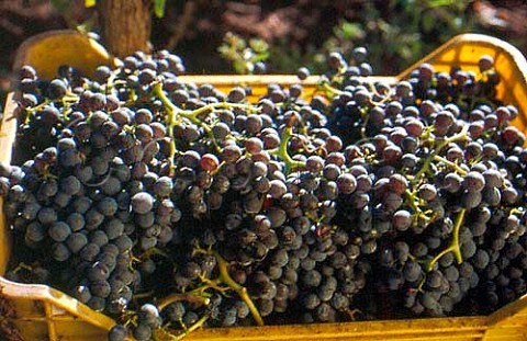 Harvested Cannonau grapes Santa Maria La Palma Alghero Sardinia Italy