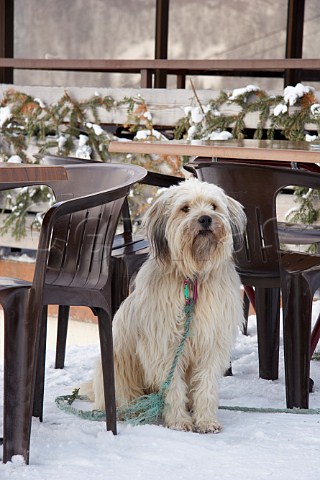 Dog outside the Creperie des Outalays in the ski resort of Le Chinaillon Le GrandBornand HauteSavoie France