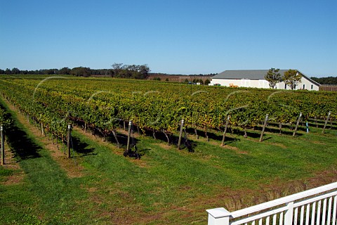Bedell Winery vineyard Cutchogue Long Island New York USA North Fork AVA