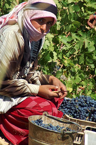 Young woman picking grapes in vineyard of Chateau Musar at Aana in the Bekaa Valley Lebanon
