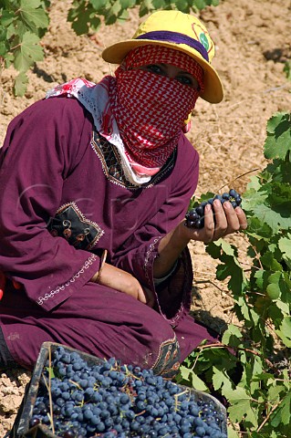 Bedouin woman picking grapes in vineyard of Chateau Musar at Aana in the Bekaa Valley Lebanon