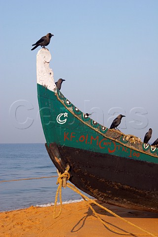 Crows perched on fishing boat on the beach north of Thiruvananthapuram Trivandrum Kerala India