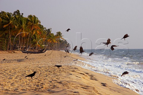 Crows flying into the air as the waves crash onto the shore of the palm fringed beach at Kattoor Kalavoor Alappuzha Alleppey Kerala India