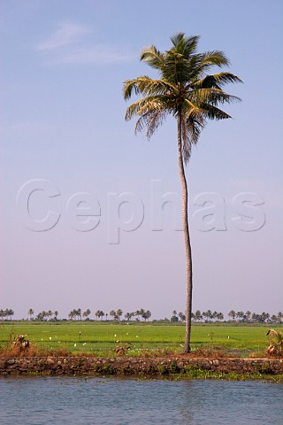 Palm tree on the bank of the Kuttanad the backwaters of Kerala known as the Venice of the East with lush green paddy fields beyond Kerala India