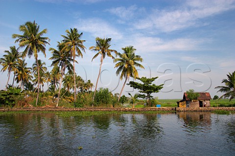 Palm trees and a small house on the banks of the Kuttanad the backwaters of Kerala known as the Venice of the East Kerala India