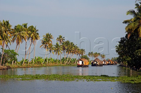 Houseboats on the palm fringed Kuttanad the backwaters of Kerala known as the Venice of the East Kerala India