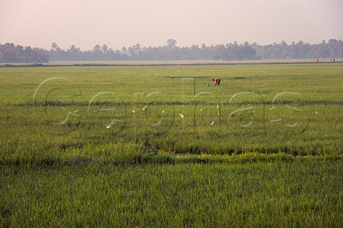 Egrets and early morning workers in lush green paddy fields by the Kuttanad the backwaters of Kerala known as the Venice of the East Kerala India