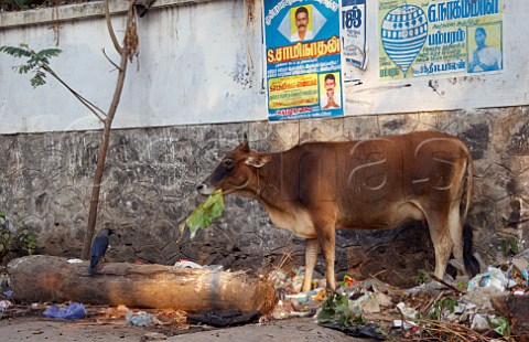 Cow munching on a banana leaf amongst rubbish by the side of the road  Chennai MadrasTamil Nadu India