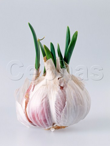 Garlic bulb sprouting