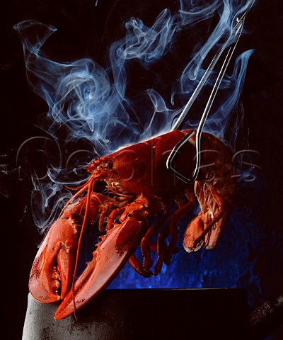 Freshly cooked lobster being lifted in tongs