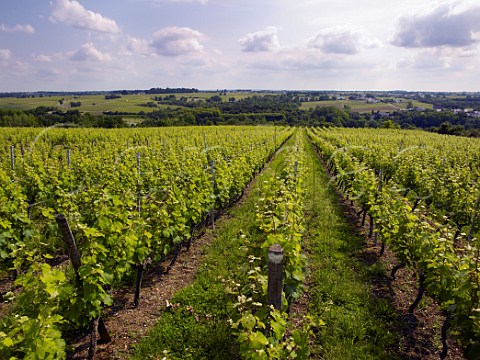 Chenin Blanc vineyard of Chteau Pierre Bise above the Layon valley near BeaulieusurLayon MaineetLoire France Coteaux du LayonVillages