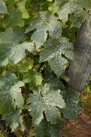Cabernet Franc vine sprayed with a biodynamic solution in La Marginale vineyard of Domaine des Roches Neuves Varrains MaineetLoire France SaumurChampigny