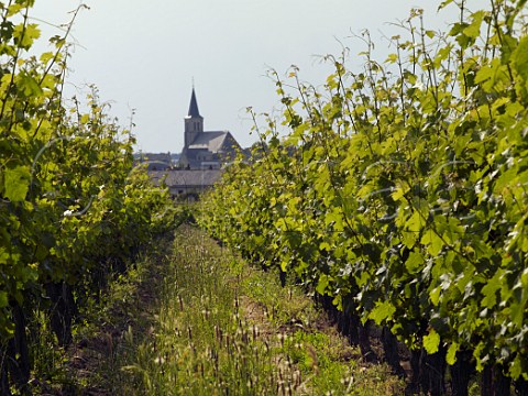Cabernet Franc vines in La Marginale vineyard of Domaine des Roches Neuves at Varrains MaineetLoire France SaumurChampigny