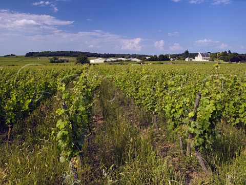 Cabernet Franc vines in La Marginale vineyard of Domaine des Roches Neuves at Varrains MaineetLoire France SaumurChampigny