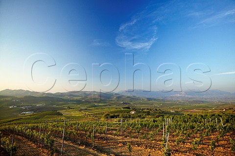 Vineyards at Tenuta Rapital Camporeale Sicily Italy DOC Bianco Alcamo