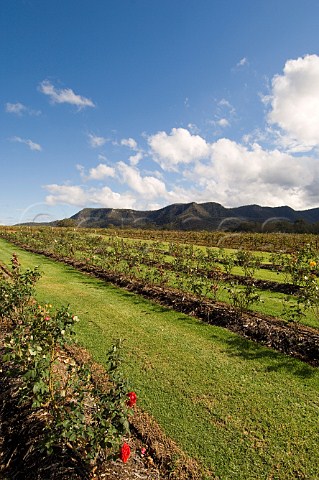 Rose bushes and Brokenback Range Tyrrells vineyards Pokolbin Lower Hunter Valley New South Wales Australia