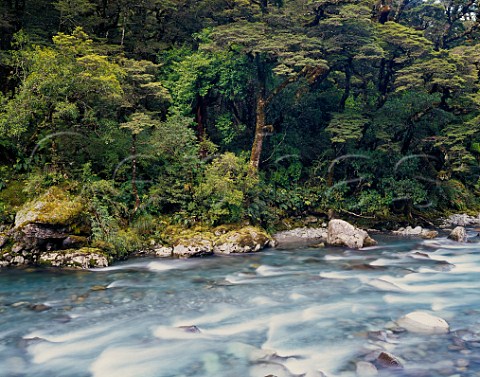 Clear glacial waters of the Hollyford River Fiordland National Park South Island New Zealand