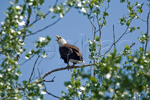 Bald Eagle Minesota USA