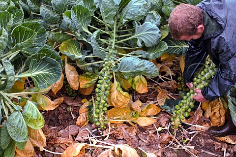 Harvesting Brussels sprouts by hand Belgium