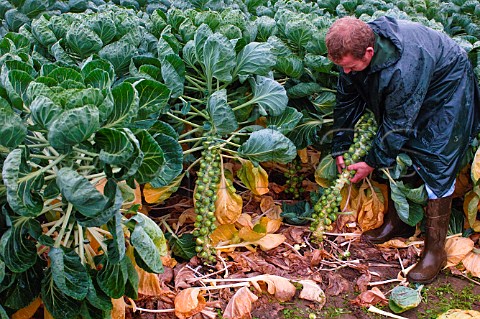Harvesting Brussels sprouts by hand Belgium