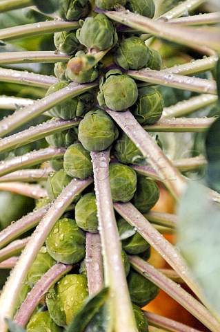 Brussels sprouts ready for harvesting Belgium