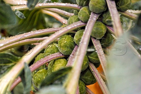 Brussels sprouts ready for harvesting Belgium