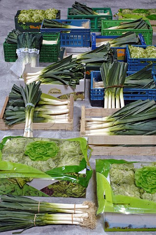 Fresh vegetable produce spring onions leeks lettuce