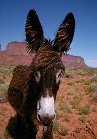Navajo mule Monument Valley Arizona USA