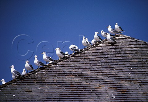 Seagulls the state bird of Utah on roof of a building by the Great Salt Lake Utah USA
