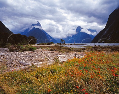 Driftwood and wildflowers at the head of Milford Sound Fiordland National Park South Island New Zealand